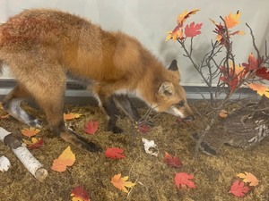 lot 61 image: Full Size Taxidermy Red Tail Fox in Glass Enclosure