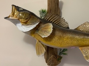 lot 63 image: Taxidermy Mounted Walley