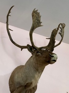 lot 22 image: Canadian Migrating Caribou Taxidermy Mount