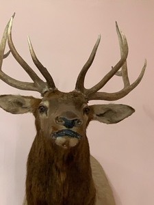 lot 48 image: Taxidermy Elk Mount