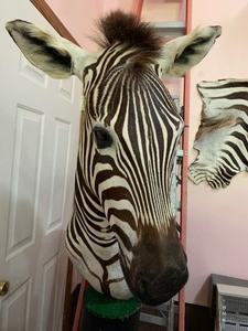 lot 81 image: Zebra Taxidermy Mount