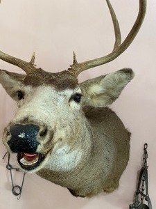 lot 32 image: Mule Deer Taxidermy Mount