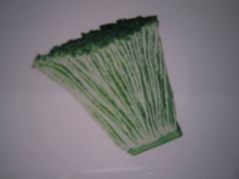 lot 96 image: Pack of 6 Rubbermaid Mop Heads Gree... End of K