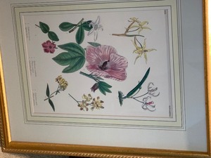 lot 14 image: Pair of Framed Botanical Prints