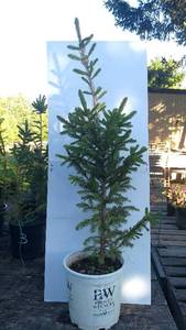 2 - 3 ft. White Spruce