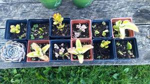 Tray of 12 Assorted Succulents
