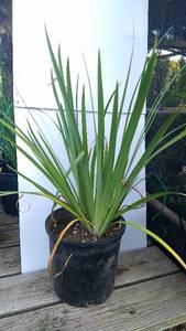 2 gallon White Siberian Iris