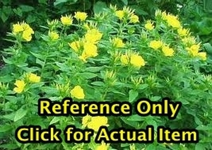 1.5 gallon Missouri Primrose Sundrops