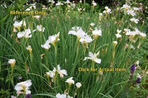 2 gallon White Siberian Iris