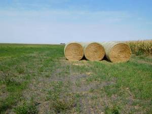 lot 13 image: 14 4x6 round bales of straw