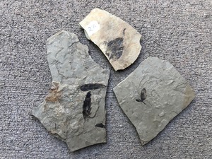 lot 135 image: Rock Fossils