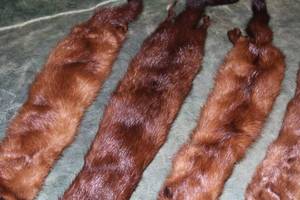 lot 62 image: Four Mink Fur Collars- Full Body