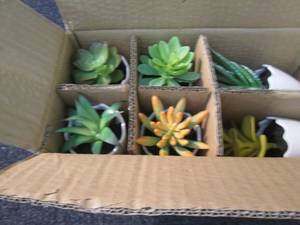 lot 174 image: 6 pk Artificial Succulents...