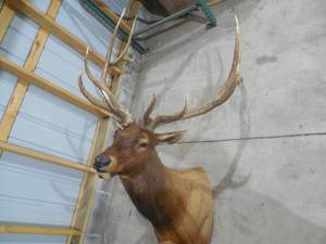 lot 1 image: Huge 6 x 8 Elk Shoulder Mount