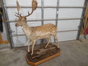 lot 3 image: Fallow Deer Life-Size Taxidermy Mount For Sale