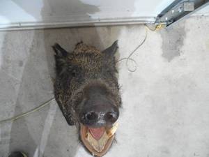 lot 4 image: Wild Boar Hog Taxidermy Shoulder Mount