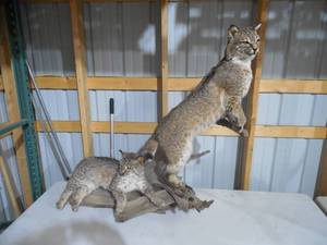 lot 5 image: BOBCAT PAIR MOUNT TAXIDERMY WILDLIFE FUR MOUNTS