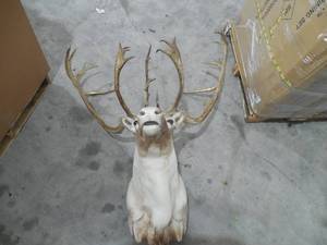 lot 6 image: Quebec Caribou Taxidermy Shoulder Mount