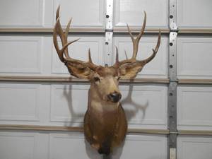 lot 7 image: 5 x 6 Mule Deer Shoulder Taxidermy Mount