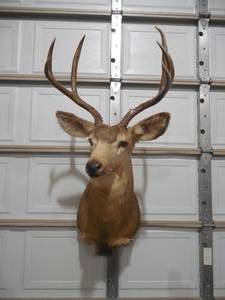 lot 8 image: 3 x 3 Mule Deer Shoulder Mount