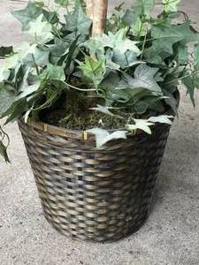 lot 70 image: Artificial Ficus Tree In Wicket Basket