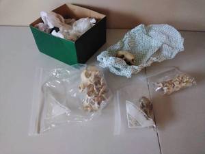 lot 309 image: Collection of Small Animal Bones