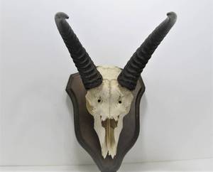 lot 282 image: Mounted Antelope Skull