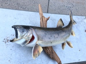 lot 4 image: HUGE Taxidermy Trout Mount