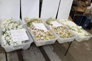 Lot of (200) White Orchid Stems 2428, Pink Flower Sprays 38, Pink Flower Sprays 38, Orchid Stems 35