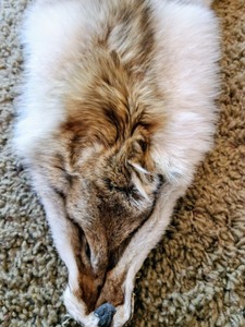 lot 270 image: Coyote Pelt