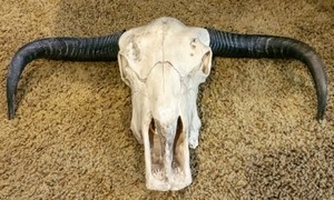 lot 277 image: Faux Skull Wall Decor