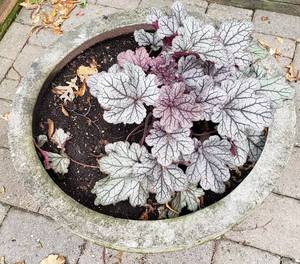 lot 34 image: Heavy Concrete Planter