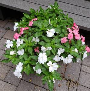 lot 33 image: Heavy Tall Concrete Planter
