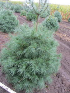 lot 101 image: White pine, 5ft...