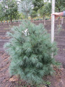 lot 105 image: White pine, 5ft...