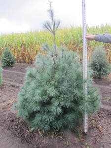 lot 102 image: White pine, 6ft...