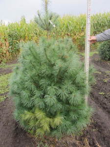 lot 103 image: White pine, 5ft...