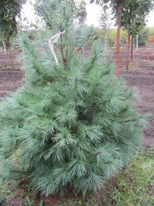 lot 104 image: White pine, 5ft...