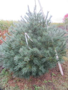 lot 106 image: White pine, 7ft...