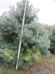 lot 107 image: White pine, 9ft...