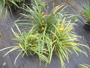 lot 193 image: Day Lily, qy 3...