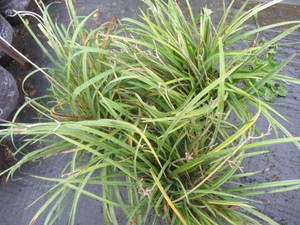 lot 194 image: Day Lily, qy 3...