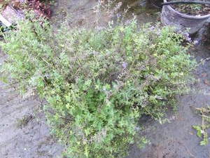 lot 195 image: Walkers Low Catnip, qty 4...