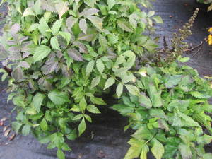 lot 198 image: Astilbe, qty 3...