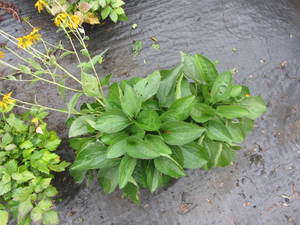 lot 199 image: Rudebeckia, qty 2...