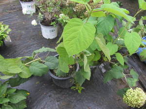 lot 200 image: Hydrangea, Annabelle, qty 2...