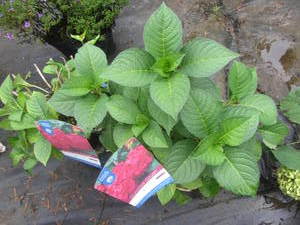 lot 201 image: Endless Summer Hydrangea - Summer C...