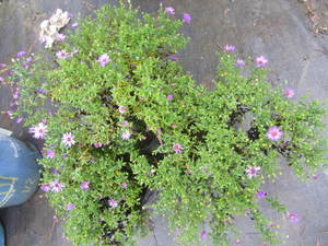 lot 202 image: Aster - Woods Purple, qty 3...