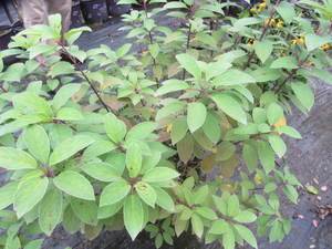 lot 206 image: Hydrangea - Limelight, qty 1...