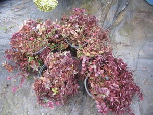 lot 203 image: Sedum - Sun Sparkler Fire Cracker, q...